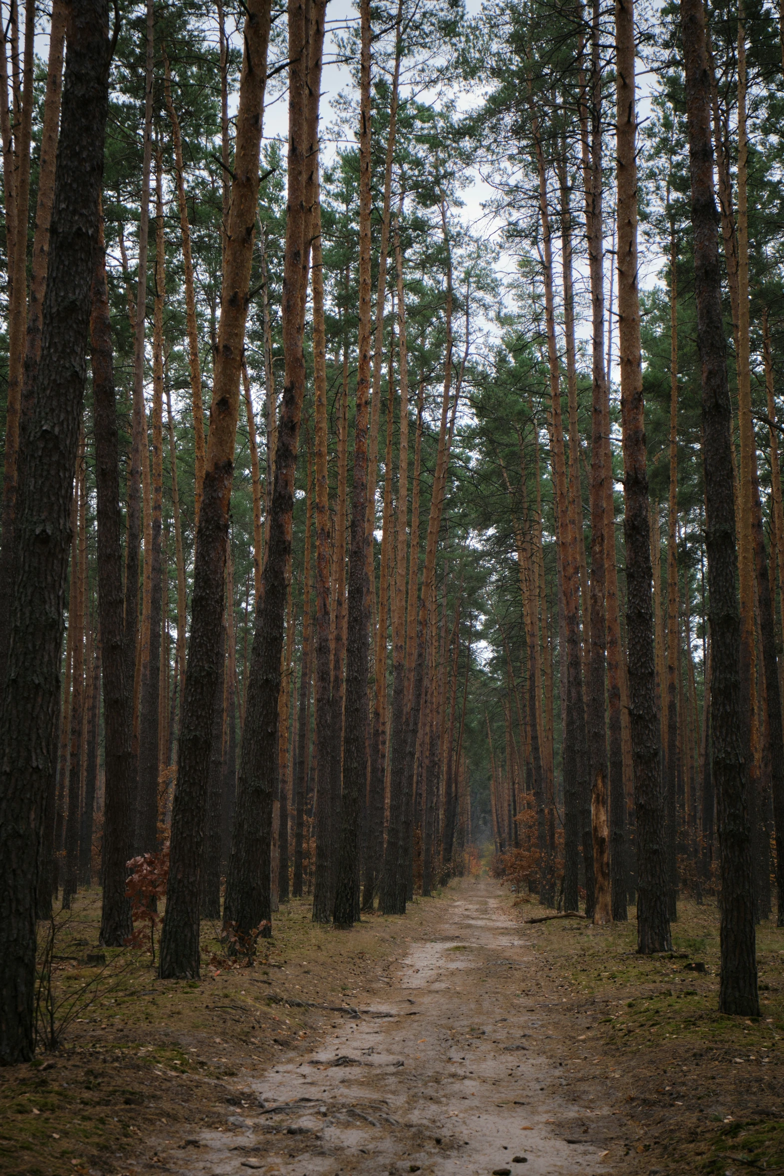 a small dirt road surrounded by trees