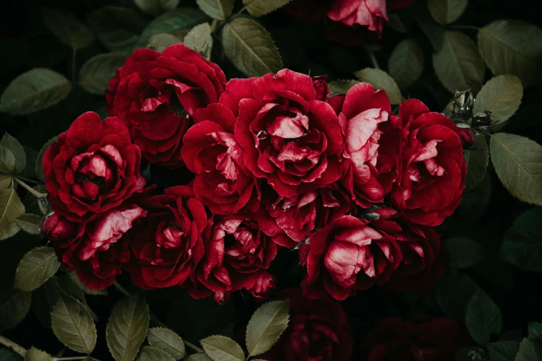 a close up s of flowers with green leaves