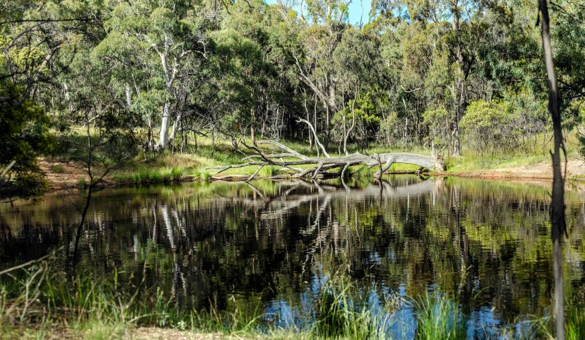 an image of a pond in the woods with trees