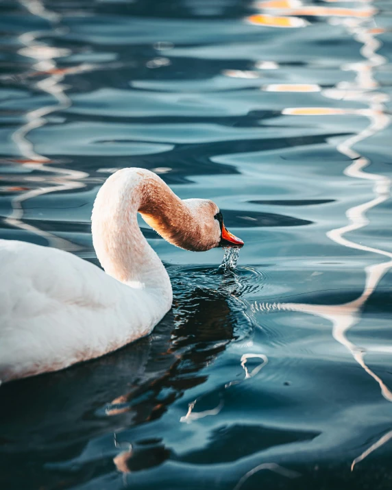 an adult swan with its head in the water