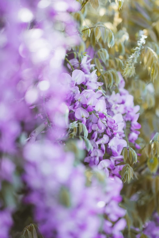 purple flowers and trees growing near each other