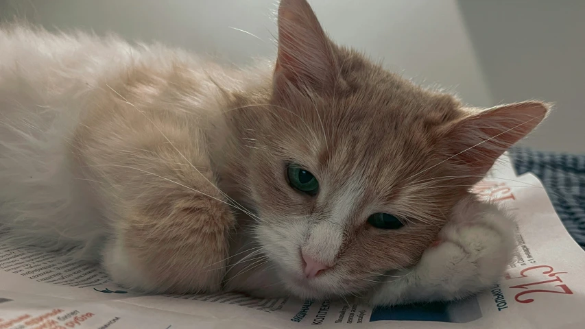 an orange and white cat laying on newspapers