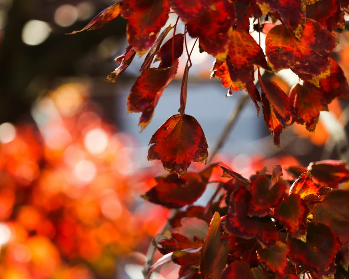 red autumn leaves hang from a tree nch