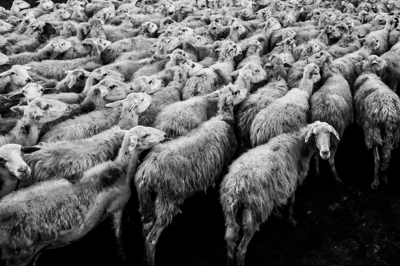 black and white pograph of an aerial view of a herd of sheep