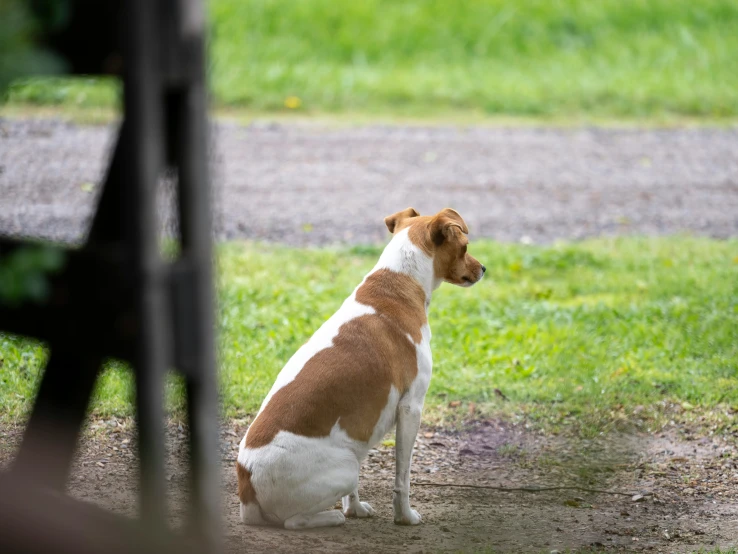 a brown and white dog sitting in a field