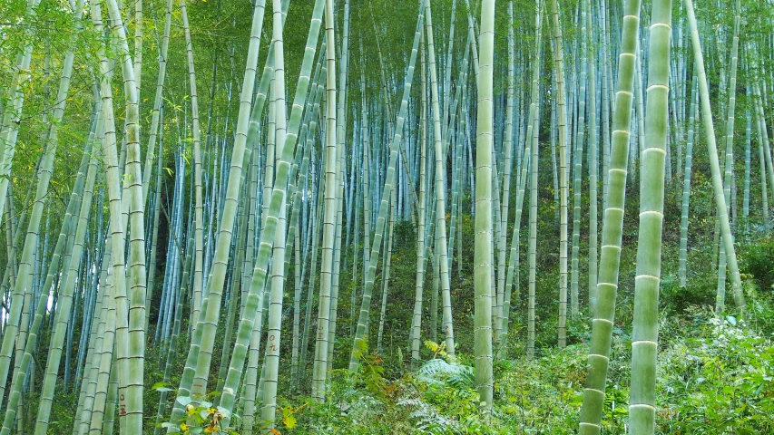 a very tall and thin bamboo forest