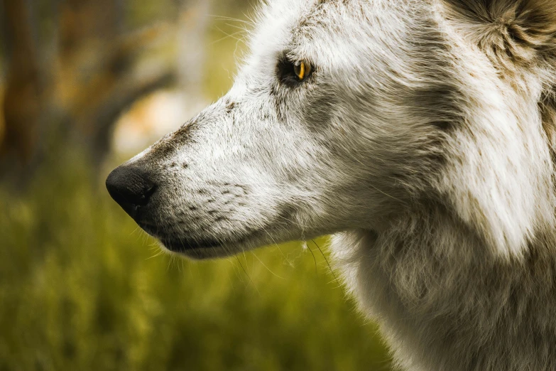 the head of an adult wolf on a blurred background