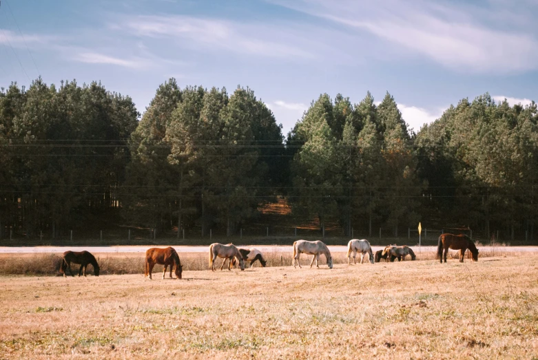 several horses are standing in a field by some trees