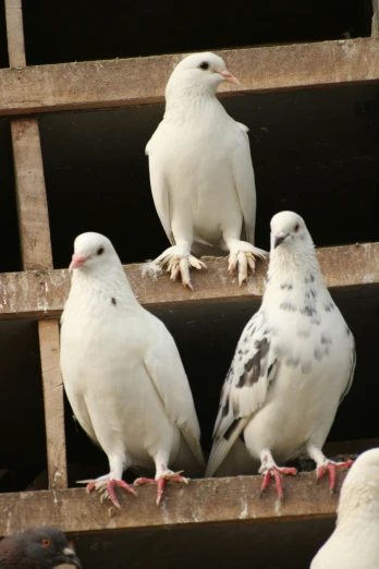 three white birds sitting on top of wooden planks