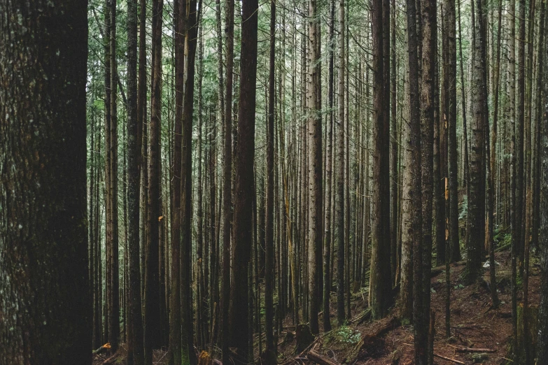 a bunch of trees that are in a forest