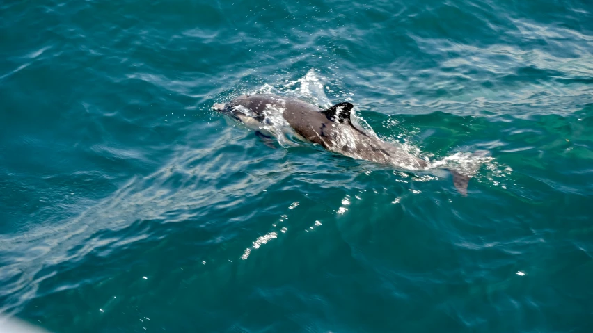 a dolphin swimming in the ocean during the day