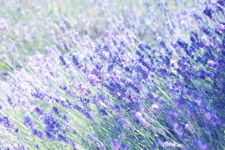 a field of purple lavender flowers with soft focus