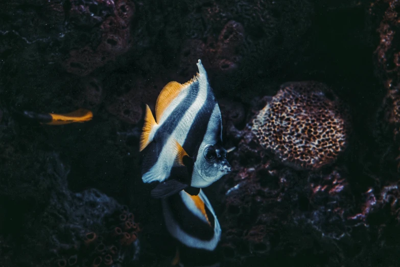 the colorful fish is on the reef by itself