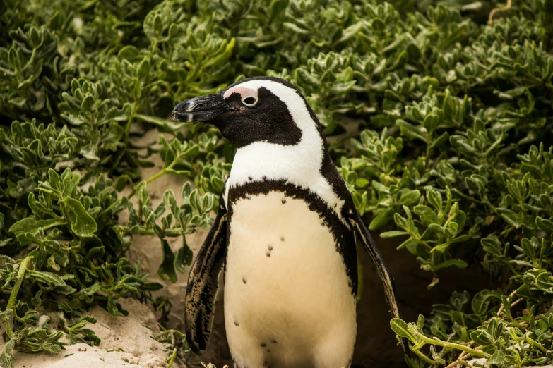 a penguin is standing on some grass