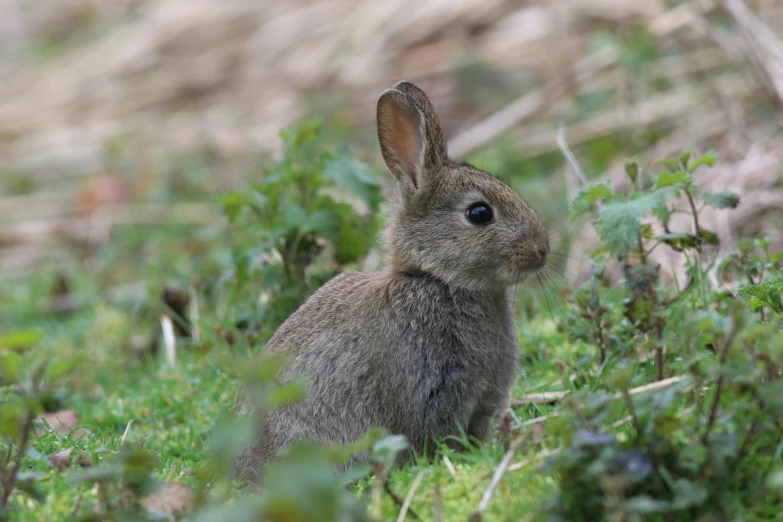 a rabbit sitting down in the grass