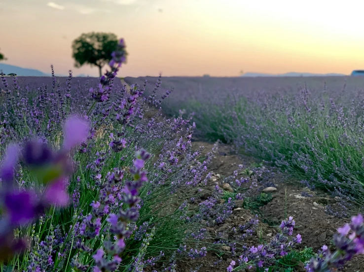 a lone tree in a field with purple flowers