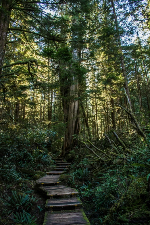 the boardwalk leads into a grove of trees with leaves all over it