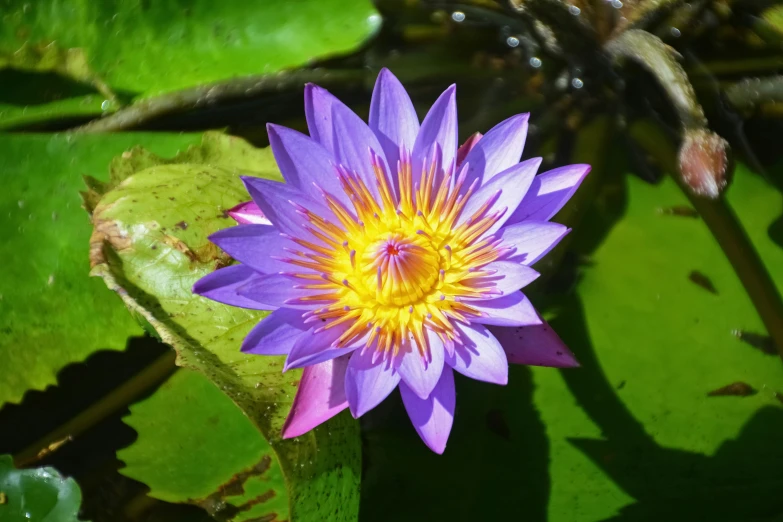 a purple water lily with a yellow center