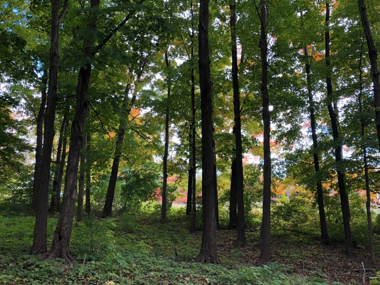 the woods are very green and full of leaves