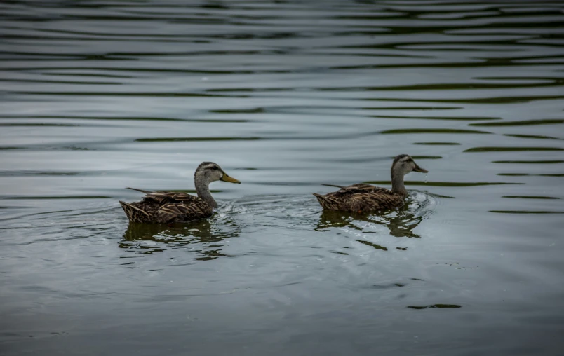 the two ducks are swimming on a calm lake