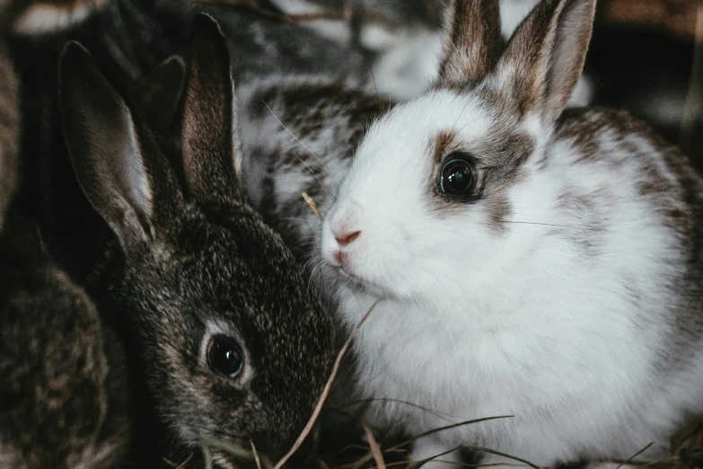 two rabbits in the grass with each other