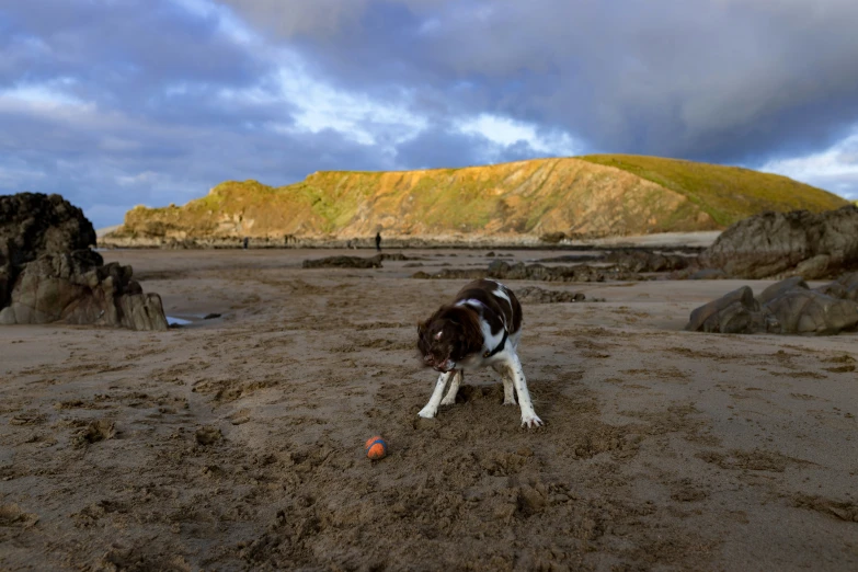 a dog playing with a ball on the beach