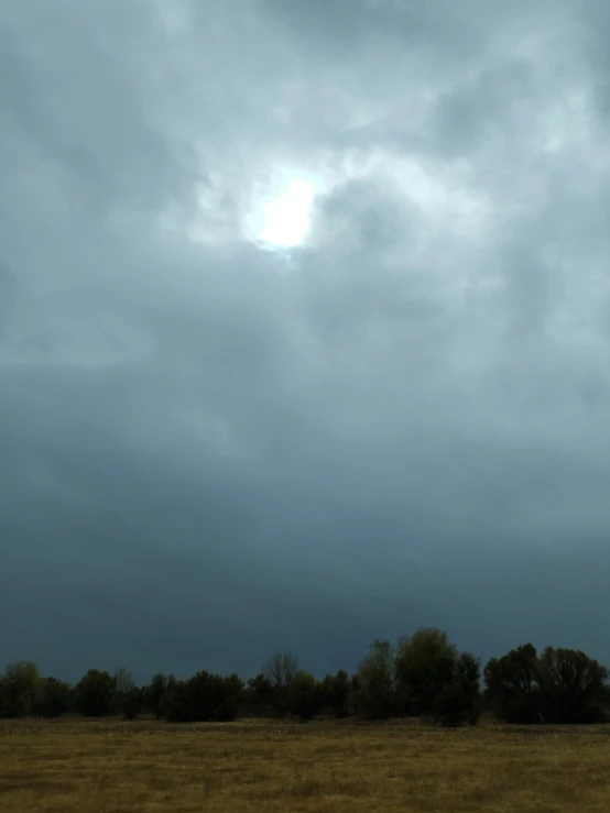 a lone ze walking in a grassy field under a cloudy sky