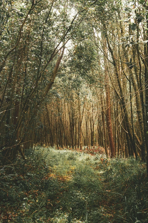 a path through a forest lined with tall trees