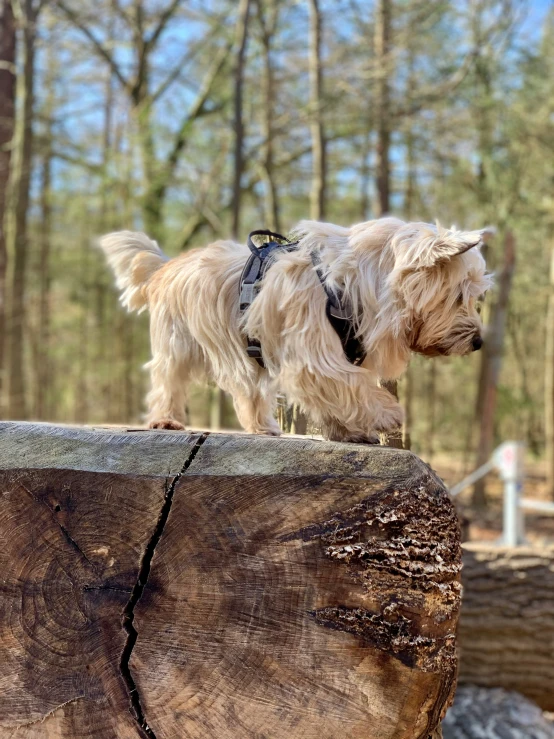 the small dog is wearing a harness on top of a wooden log