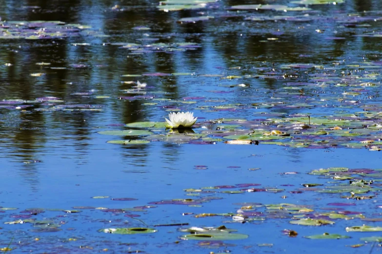 a white flower is floating on some blue water