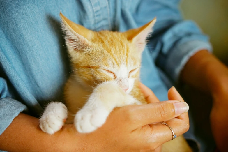 a woman holding a cute orange cat in her hands