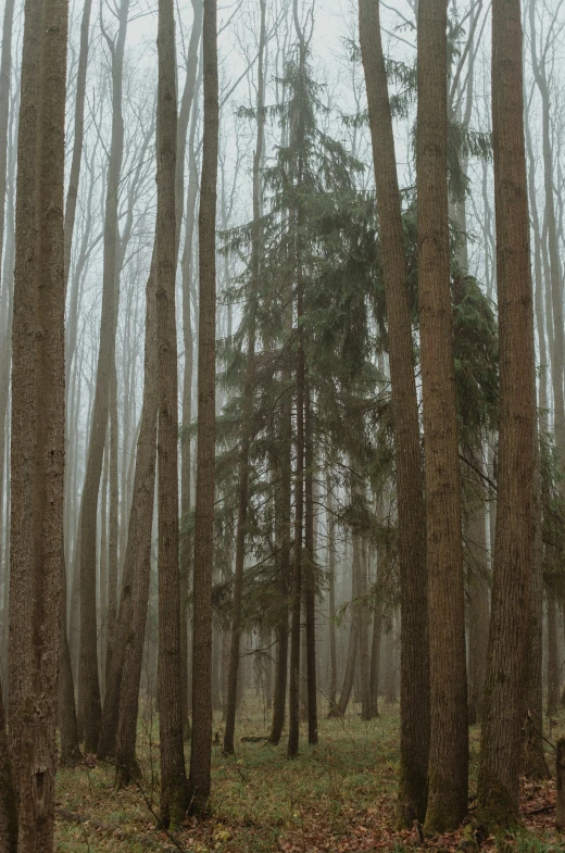 an area with trees and moss on the ground