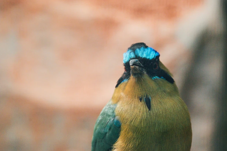 the small bird has a blue head