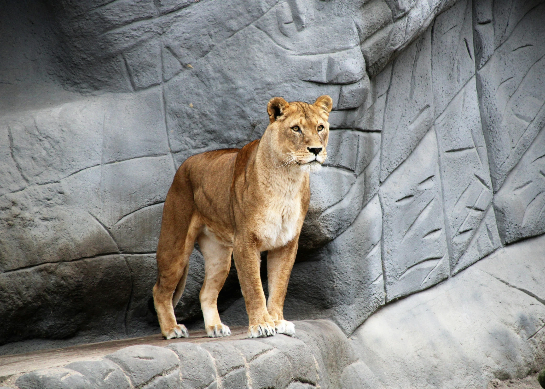 the lion is standing on the ledge near the rocks