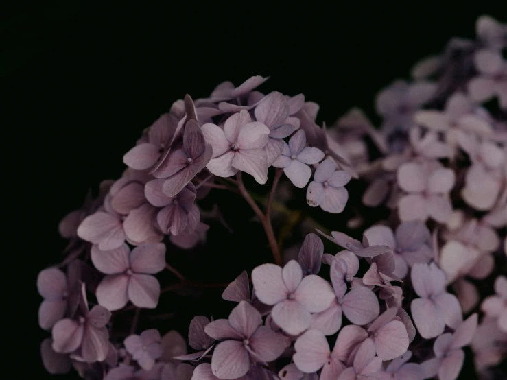 purple flowers blooming from large bush, with one stem in center