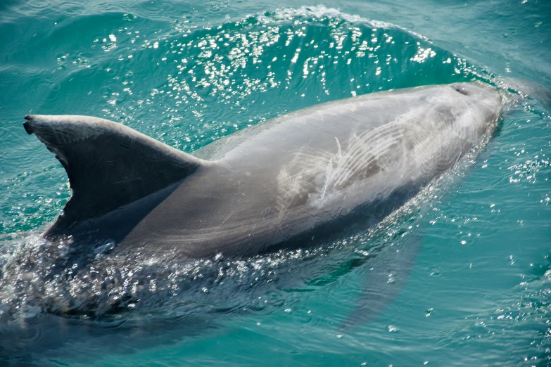 a gray dolphin is swimming in the water