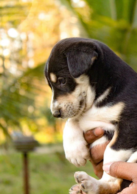 the puppy is laying down and being held by someone