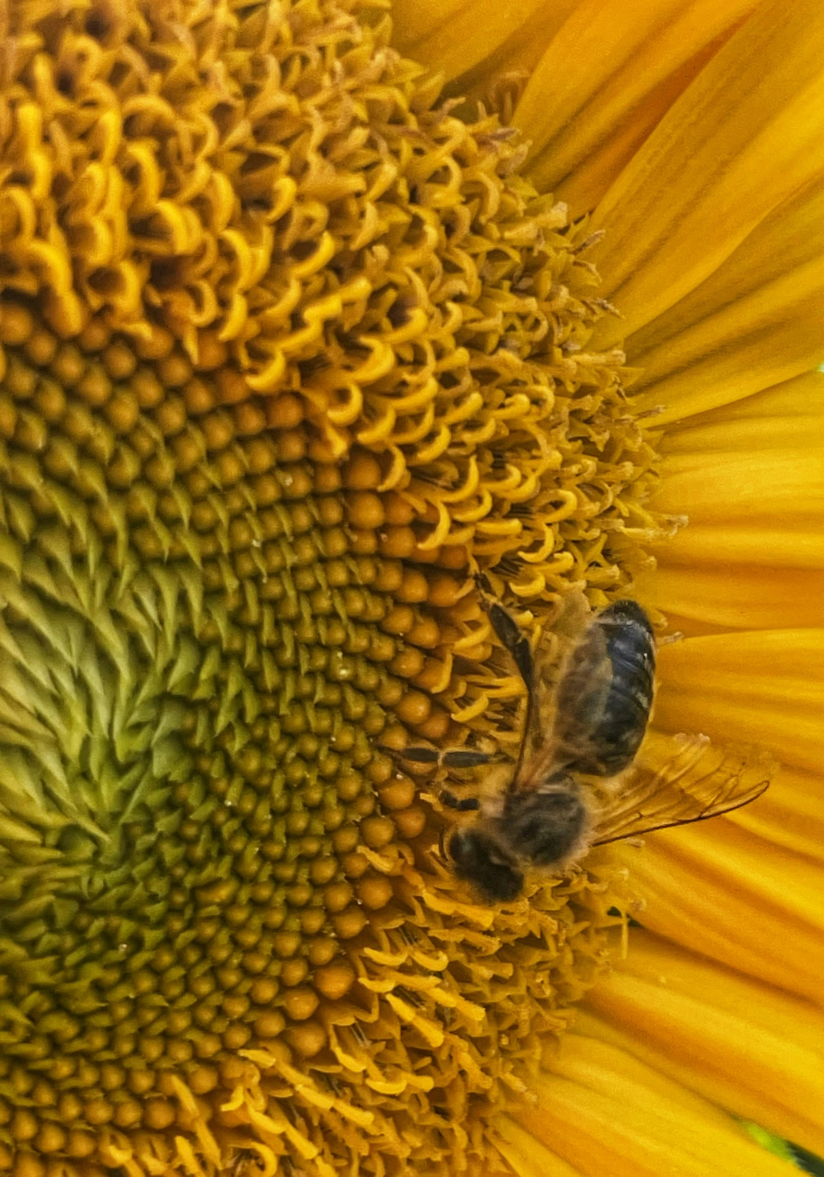 two bees are gathering on the center of a sunflower