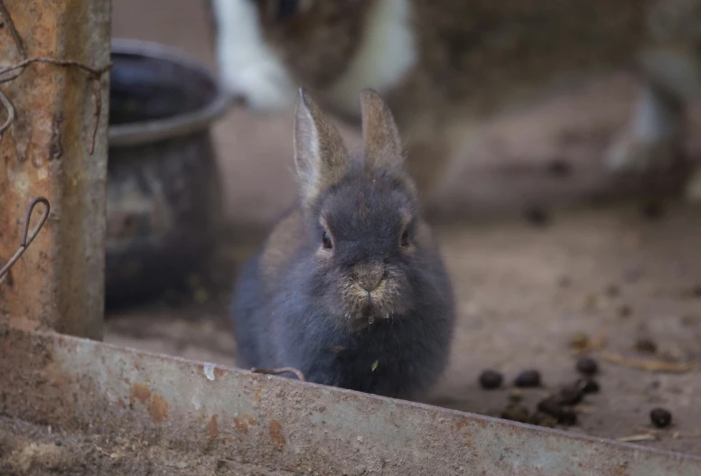 a small rabbit is sitting in front of an assortment of bowls