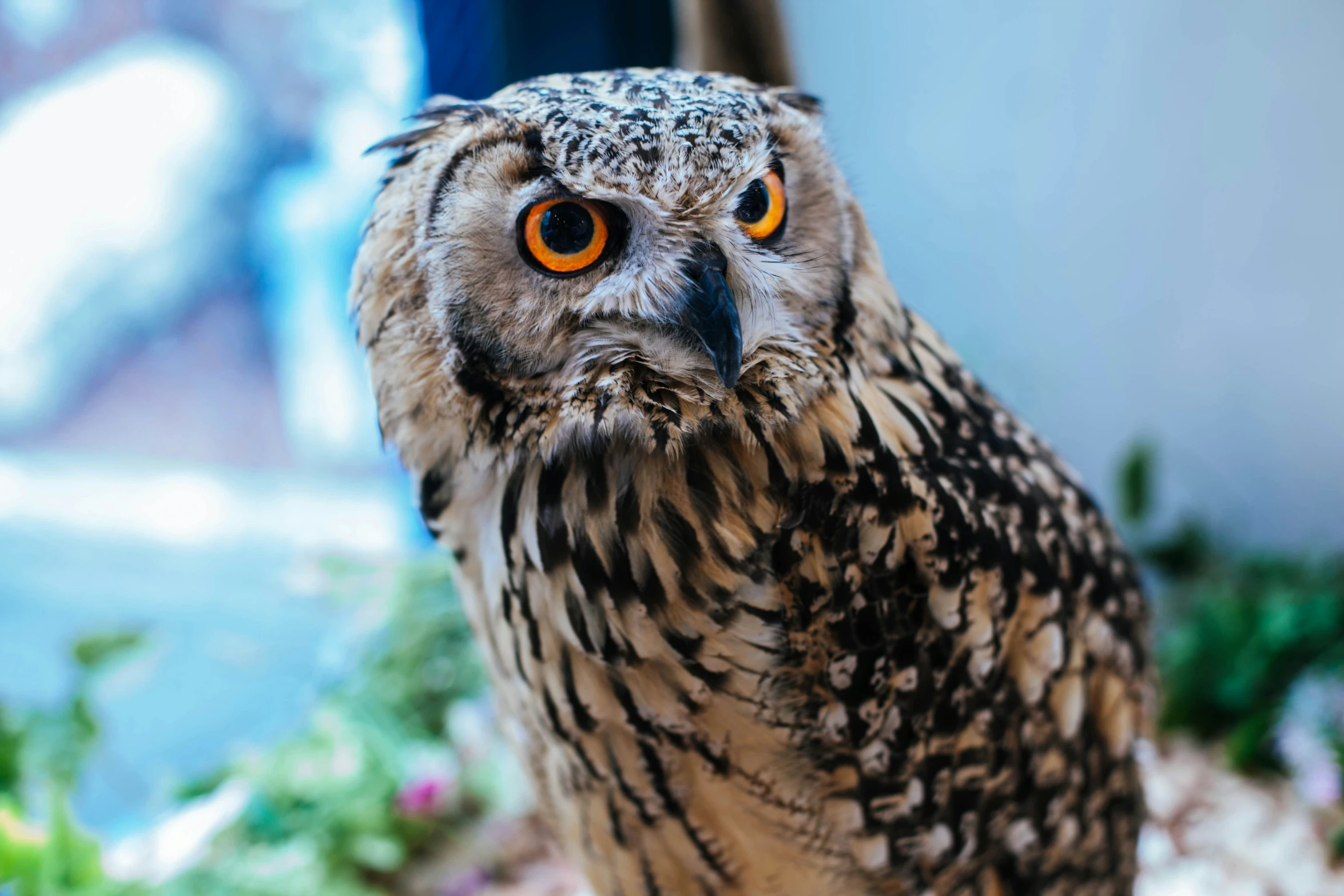 a small owl with bright orange eyes standing in a field