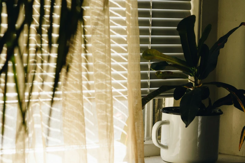 a white cup is sitting near a window