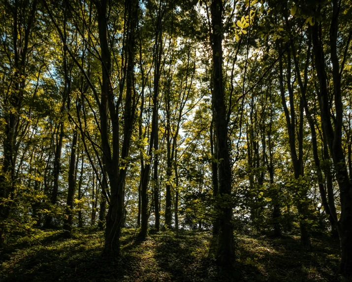 the sun shining through some trees in a forest