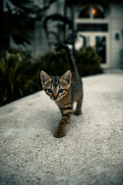 a brown and black cat walking across a paved area