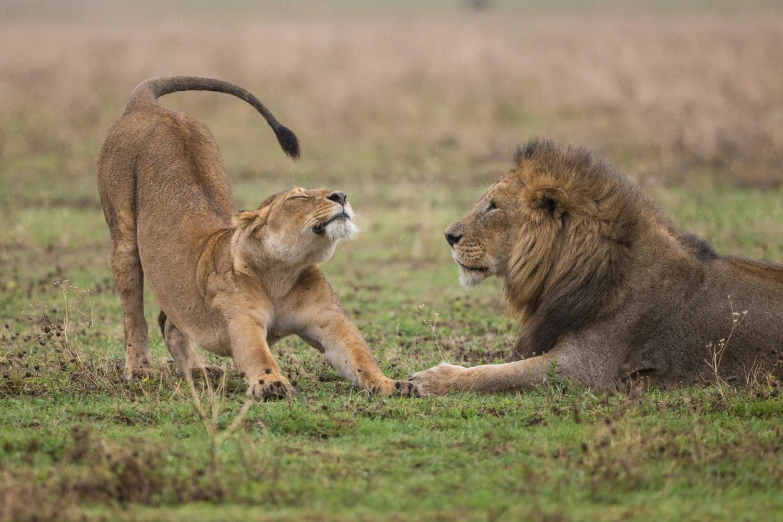 two lions stand in a field playing with one another