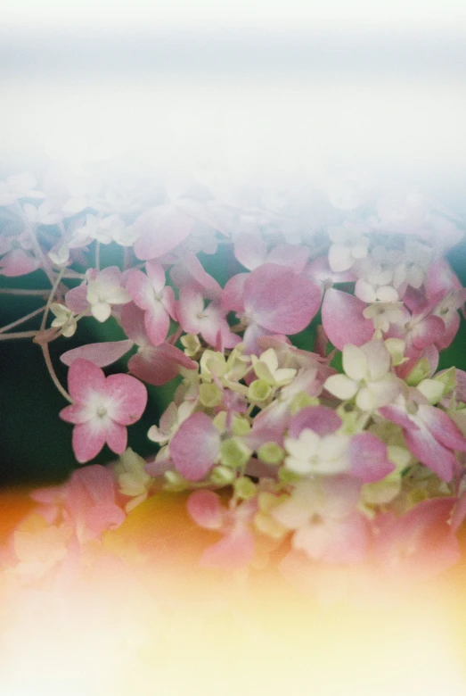 some flowers that are standing in the middle of some leaves