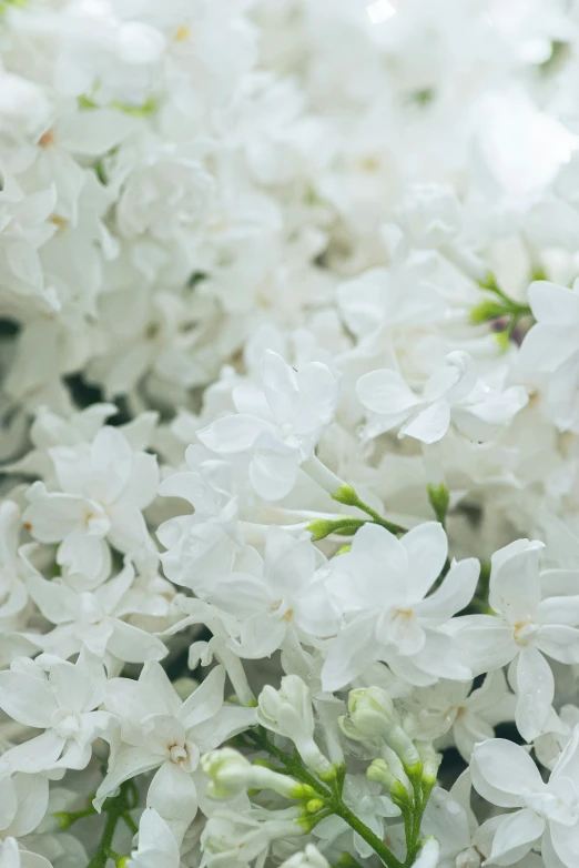 some white flowers blooming together in a field