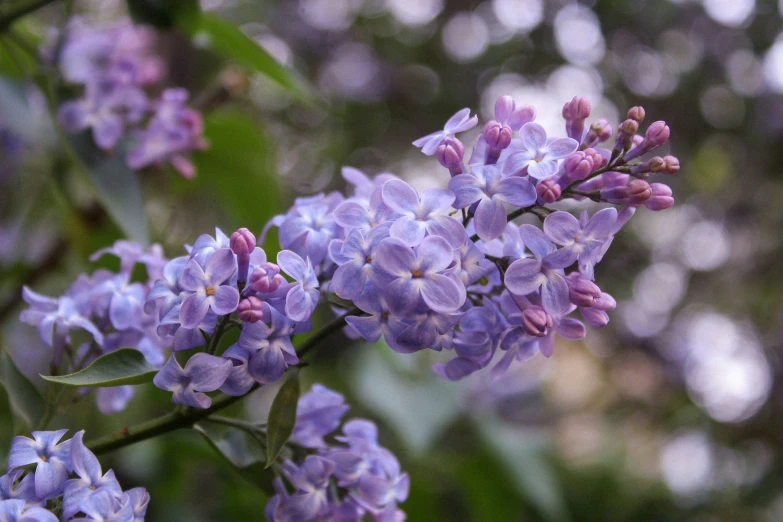 a bunch of purple flowers are growing in the bushes