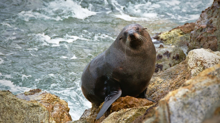 a seal on top of a rock by the ocean