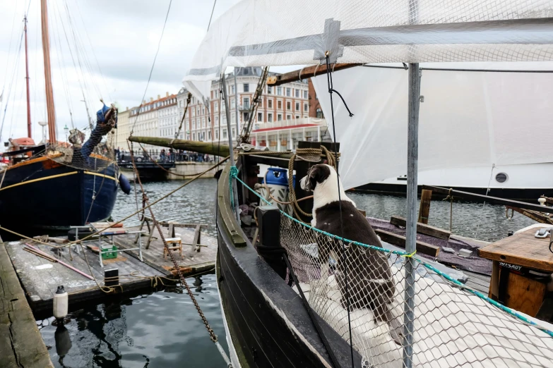 several sailboats docked on the dock at a marina