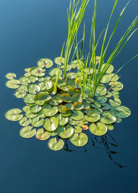 the lily pad is reflecting on the water